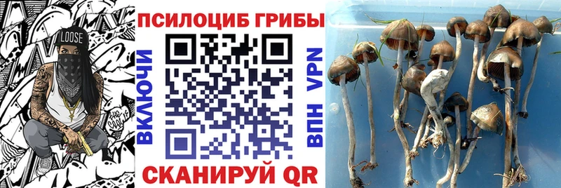 где найти   Сунжа  Галлюциногенные грибы прущие грибы 